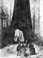 1887年（絵）。