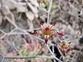 グラパラリーフの花のクローズアップ