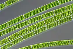 Spirogyra.jpg