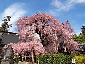 シダレザクラ(甲州市の慈雲寺)