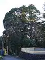 祓戸王子の樹叢