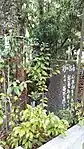 手植の杉の碑