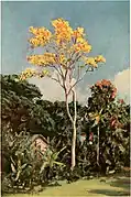 ornamental trees of Hawaii (1917)