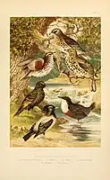 "The smaller British birds"図版