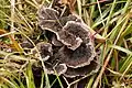 チャイボタケThelephora terrestris(イボタケ科)