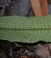 同・拡大