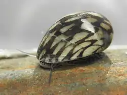 Theodoxus fluviatilis 3