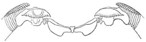 Theodoxus fluviatilisの歯舌