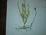 カワラヨモギ（右）に寄生するカナビキソウ