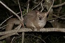 オオガラゴ