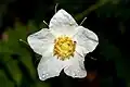 シンブルベリーR. parviflorus