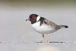 ズグロチドリ Thinornis cucullatus