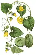 オオスズメウリThladiantha dubia