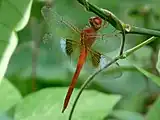 アメイロトンボ属アメイロトンボTholymis tillarga