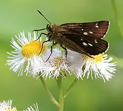 ハルジオンを吸蜜するコチャバネセセリ