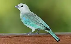 ソライロフウキンチョウダリエン国立公園(パナマ)