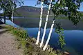 アメリカシラカンバ  Betula papyrifera