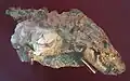 T. liorhinus 頭部及び頸椎付近の化石