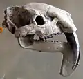 ティラコスミルス頭骨(ティラコスミルス科)