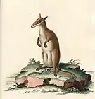 Thylogale brunii（ヤブワラビー）