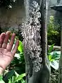 ナンベイオオヤガ Thysania agrippinaメキシコ