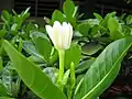 開花の様子