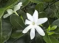 ティアレ G. taitensis