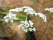 花弁は内側に曲がる。