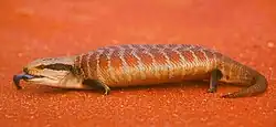 ホソオビアオジタトカゲT. multifasciata