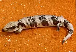 ニシアオジタトカゲT. occipitalis