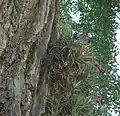 着生状態で栽培されているもの