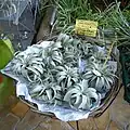 キセログラフィカ  T. xerographica