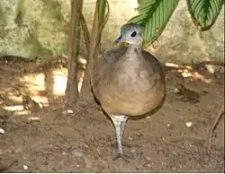 ノドジロシギダチョウT. guttatus