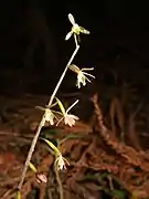 ヒトツボクロ