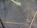 卵塊