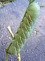 タバコスズメガ(スズメガ科)