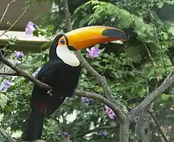 オニオオハシ