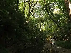 緑が繁る等々力渓谷