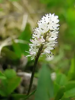 チシマゼキショウ花茎の高さ、5-15cm。