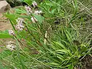 花茎は根出葉のわきから伸びる 。