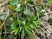 花茎は根出葉の中心から伸びる。