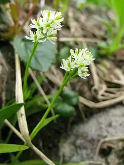 ヒメイワショウブ花茎の高さ、6-17cm。