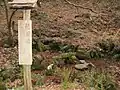 積翠池