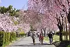 園路