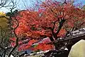 本堂の紅葉