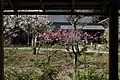 白蓮舎からの紅梅