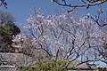 山門脇の彼岸桜