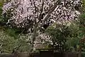 本堂門前の枝垂桜