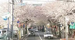 常盤平さくら通り(日本の道100選)