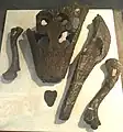 "Tomistoma" petrolica の化石骨